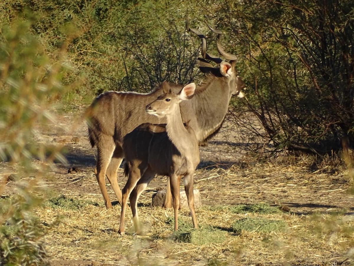 Teri-Lemveli Lodge Beaufort West Bagian luar foto