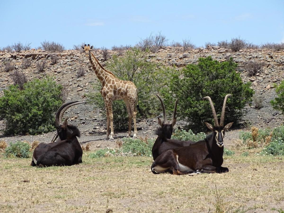 Teri-Lemveli Lodge Beaufort West Bagian luar foto