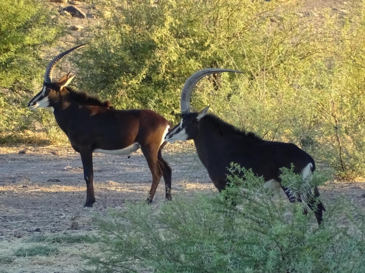 Teri-Lemveli Lodge Beaufort West Bagian luar foto