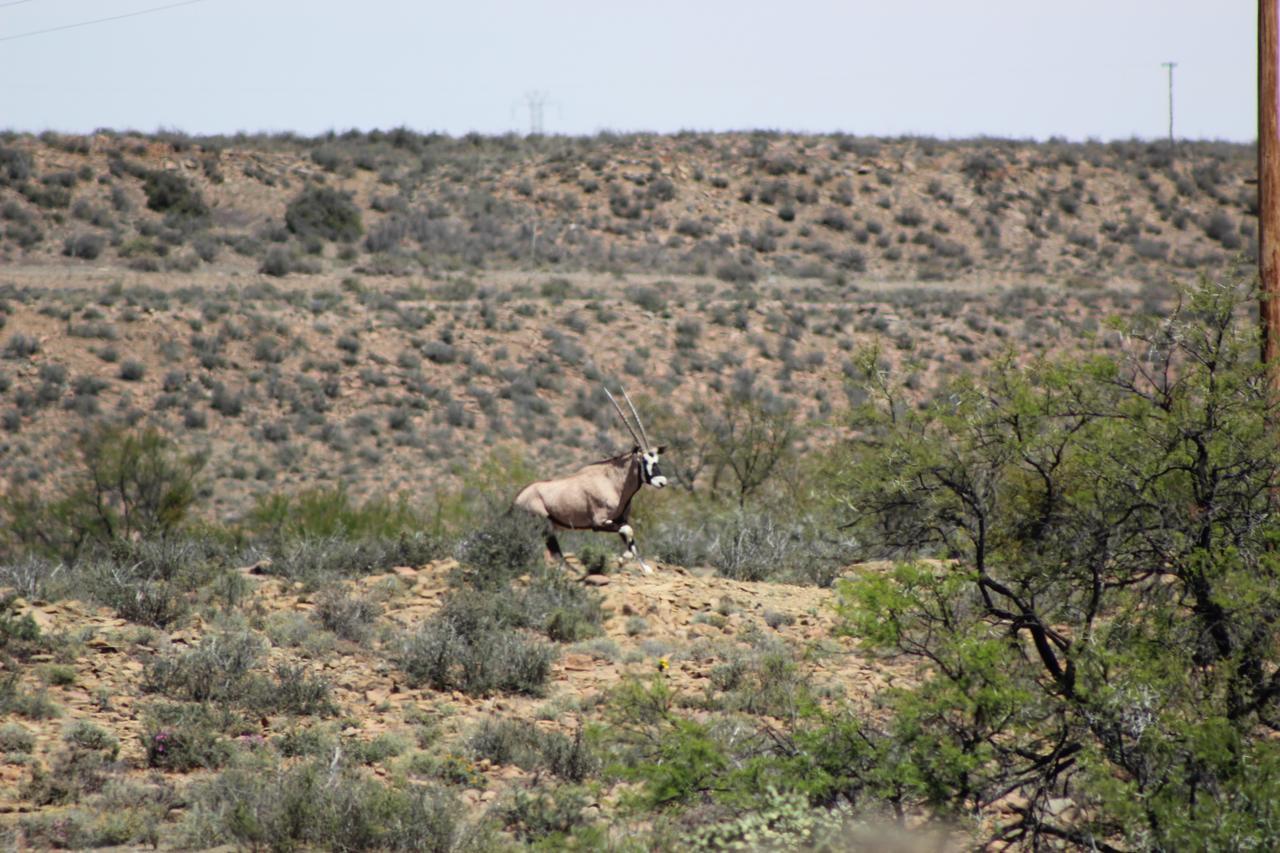 Teri-Lemveli Lodge Beaufort West Bagian luar foto