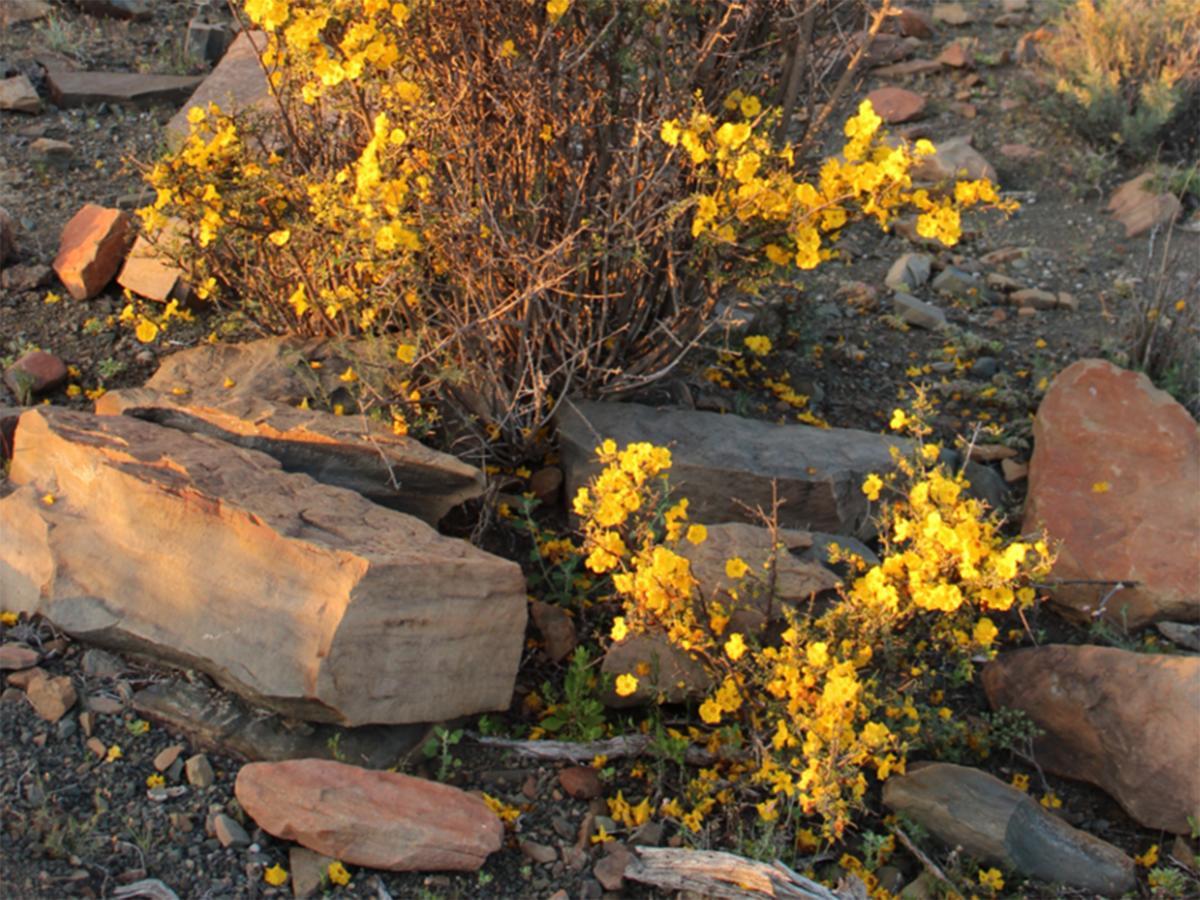 Teri-Lemveli Lodge Beaufort West Bagian luar foto
